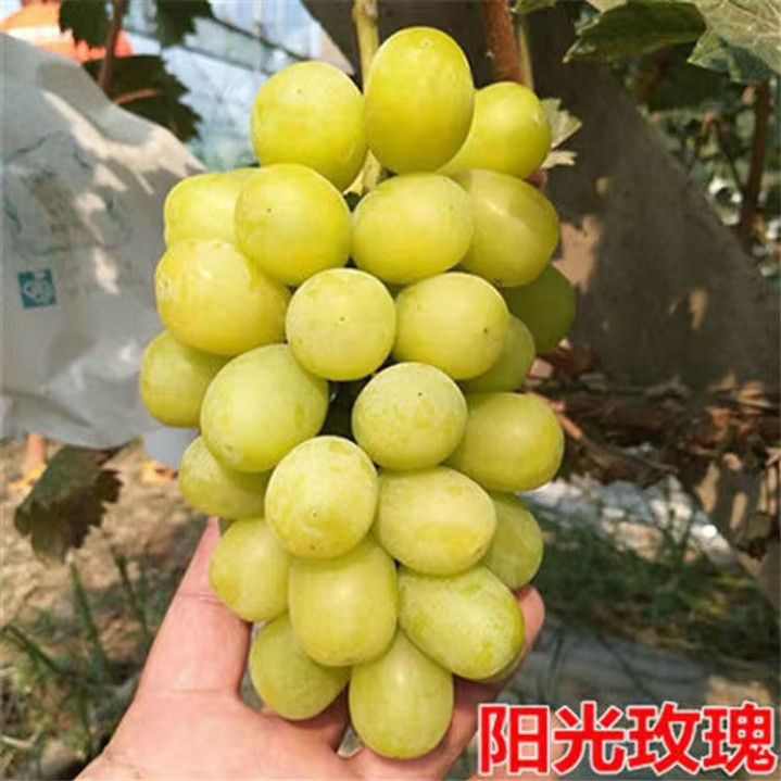陽(yáng)光玫瑰葡萄種植有技巧？科學(xué)種植很關(guān)鍵，蟲(chóng)害少，產(chǎn)量高