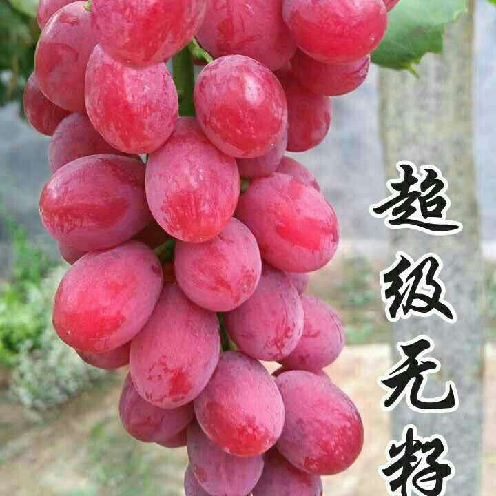 超級(jí)無(wú)籽